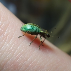 Polydrusus chrysomela