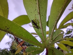 Polybia fastidiosuscula