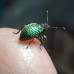 Polydrusus chrysomela