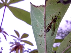 Polybia fastidiosuscula