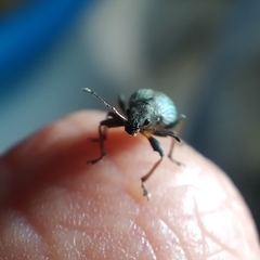 Polydrusus chrysomela