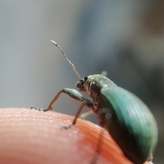 Polydrusus chrysomela