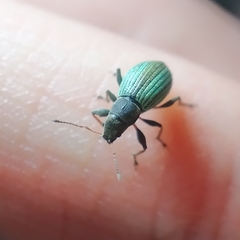 Polydrusus chrysomela