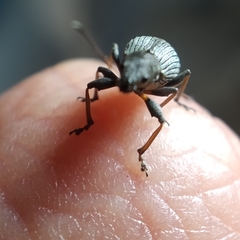 Polydrusus chrysomela