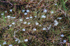 Stellaria humifusa