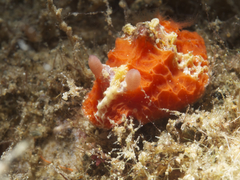 Sclerodoris rubicunda