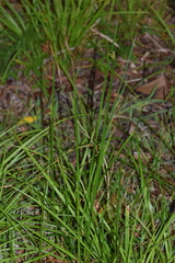 Carex lancea
