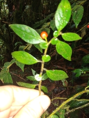 Capsicum dimorphum
