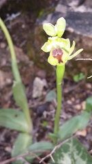 Ophrys lutea galilaea