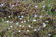 Stellaria humifusa