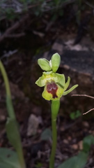 Ophrys lutea galilaea