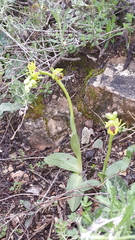 Ophrys lutea galilaea