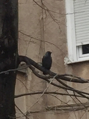 Corvus monedula