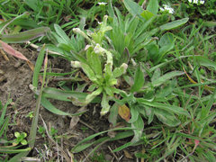 Hyaloperonospora berteroae