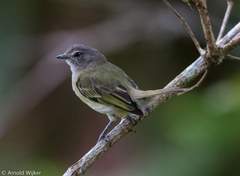 Phyllomyias griseocapilla