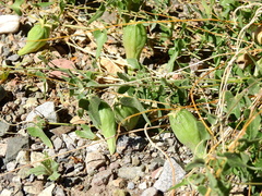 Philibertia gilliesii