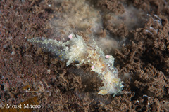 Plocamopherus ceylonicus