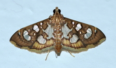 Nausinoe quadrinalis