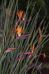 Strelitzia juncea