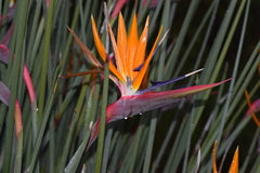 Strelitzia juncea