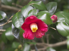 Camellia japonica