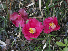 Camellia japonica