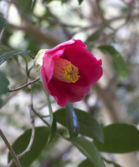 Camellia japonica