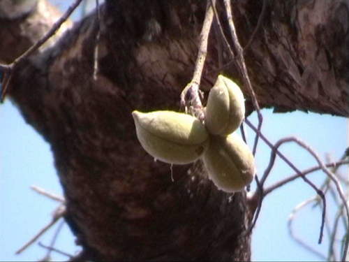 Sterculia setigera image