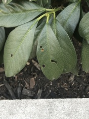 Wilsonomyces carpophilus