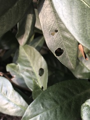 Wilsonomyces carpophilus