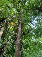 Bauhinia ungulata