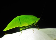 Petaloptera