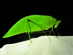 Petaloptera