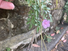 Incarvillea