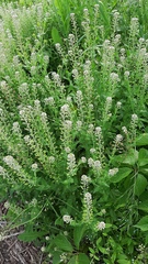 Lepidium campestre