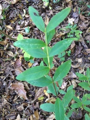 Hypericum nudiflorum