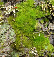 Ephemerum