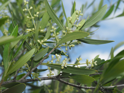 Olea europaea subsp. guanchica image