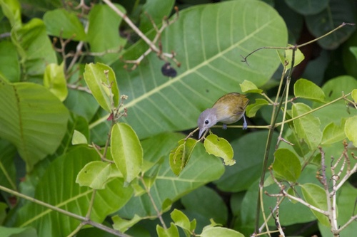 Pachysylvia decurtata