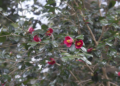 Camellia japonica