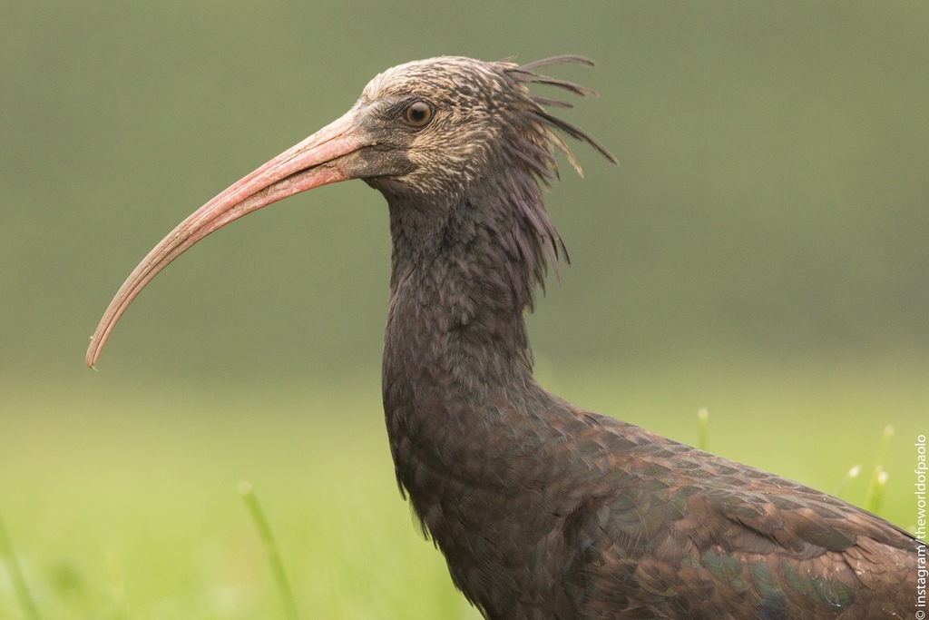 Foto de Northern Bald Ibis