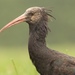 Bald Ibises - Photo (c) Paolo Zucca, some rights reserved (CC BY), uploaded by Paolo Zucca