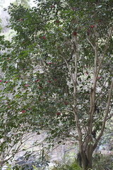 Camellia japonica