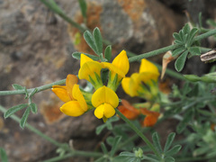 Lotus tenellus