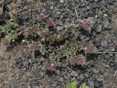 Polycarpaea divaricata