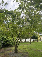 Brownea grandiceps