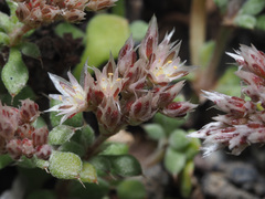 Polycarpaea divaricata