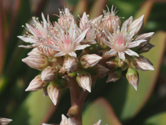 Aeonium percarneum image