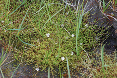 Stellaria humifusa