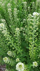 Lepidium campestre